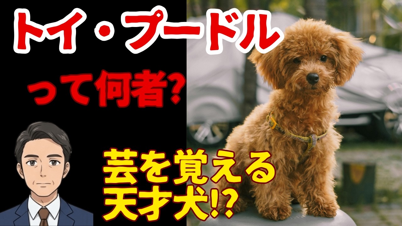 【トイ・プードル】頭脳派No.1小型犬！実は狩猟犬の末裔!?