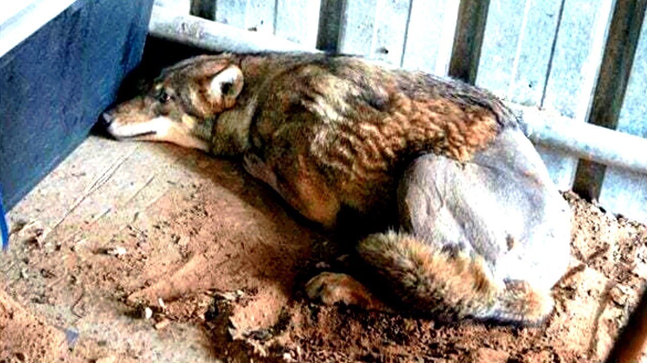 ЭТО ЖЕ ВОЛК, ТАК ЕМУ И НАДО - ГОВОРИЛИ ВСЕ. НО ВОТ ЧТО ПРОИЗОШЛО ПОТОМ