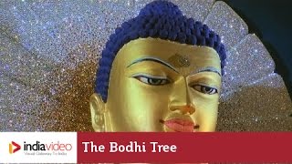 The Bodhi tree and the Mahabodhi Temple Complex, Bodh Gaya