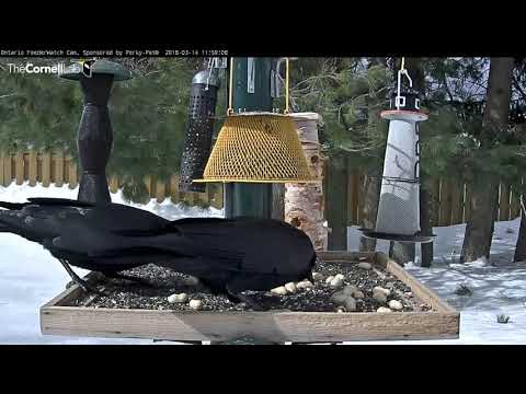 Two American Crows Pack Their Bills With Peanuts – Mar 14. 2018