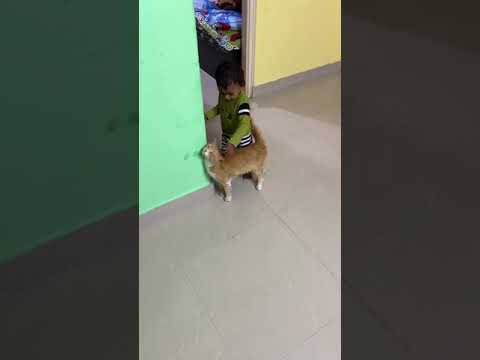 Cat lover❤️❤️❤️