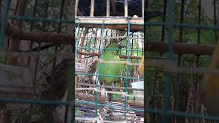 Download lagu Cak hijau mini...suara asli hutan mp3 Download lagu Cak hijau mini...suara asli hutan mp3