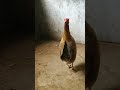 Hen Sound Effect Chicken Song Short