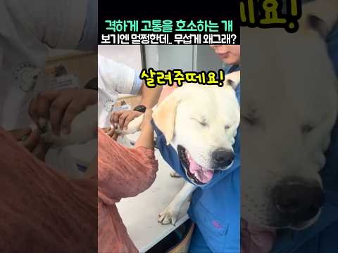 격하게 고통을 호소하는 개.. 보기엔 멀쩡한데... 무섭게 왜그래? (황당 주의)