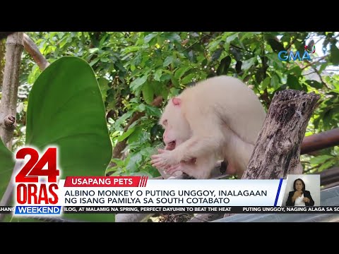 Albino monkey o puting unggoy, inalagaan ng isang pamilya sa South Cotabato 24 Oras Weekend