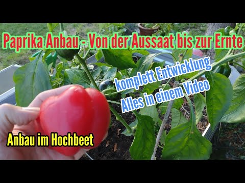 , title : 'Paprika anbauen im Hochbeet Von der Aussaat bis zur Ernte Pflege Paprikapflanze Pflanzen'