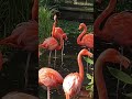 American Flamingo Toronto Zoo