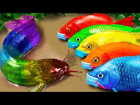 Stop motion ASMR - Catfish hunting Colorful carp koi fish  - 다채로운 잉어물고기 | 거대한 개구리 - 무지개 메기/ 스톱 모션