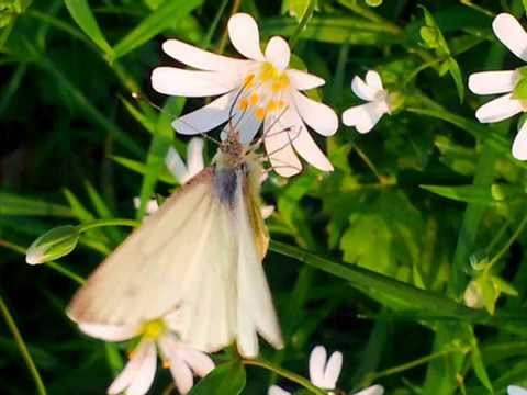 junetune ~ by yAyoLand Dub