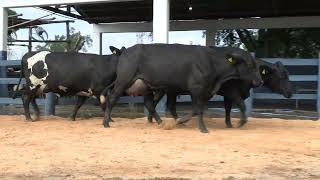 Vídeo 127 - 1ª ETAPA MEGA LIQUIDAÇÃO TOTAL AGROPECUÁRIA MARAJOARA - DIA 4 | GADO GIROLANDO E HOLANDÊS