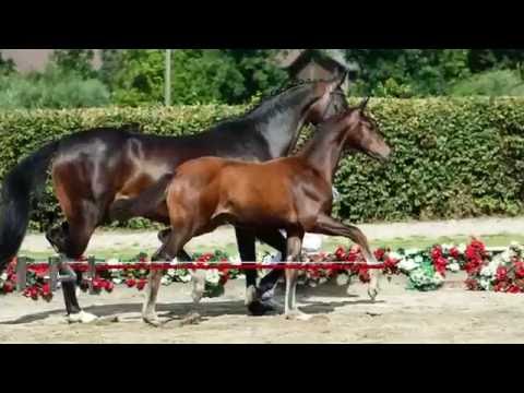 144 South Africa Stute v. Sezuan - Diamond Hit