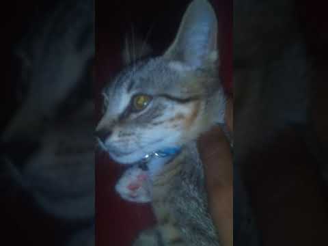 Jade vs Junior part 1 (I hit Jade sorry)