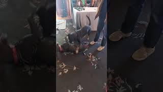 Video preview image #1 Blue Lacy-Unknown Mix Puppy For Sale in Aurora, CO, USA