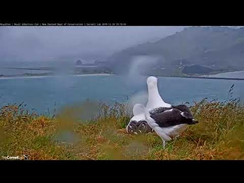 Incubating Northern Royal Albatross Clacks Bill at Visitor | #RoyalCam | NZ DoC | Cornell Lab