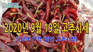 건고추 시세 가격 9월 19일 기준 / 진안 고추시장