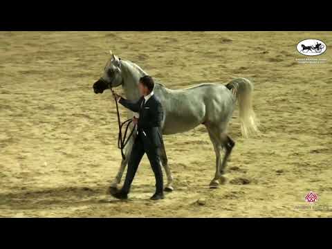 N 165 ADHAM AL MASRY   Rabab Arabian Horse Championships   Stallions 4 6 Years Old Class 9B
