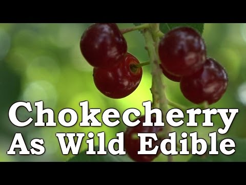 Wild Chokecherry - In Surival & Wilderness Living [Fruit Leather, Jam, Juice, Raw]