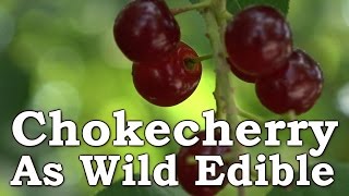 Wild Chokecherry - In Surival & Wilderness Living [Fruit Leather, Jam, Juice, Raw]