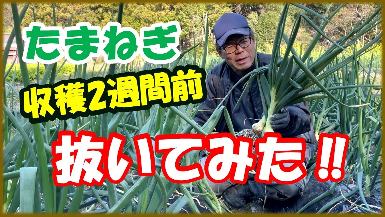 収穫2週間前のたまねぎ抜いてみた！