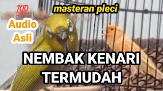 Download lagu the canary sings very sweetly, he is very good at singing a very beautiful song enjoy my brother mp3
