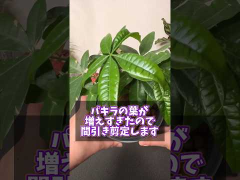 霜が降りた植物を（鉢植えまたは地中に）保存し、再び植え直すにはどうすればよいでしょうか？  庭園