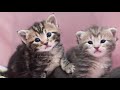 Male or Female? How to Tell the Sex of a Kitten!