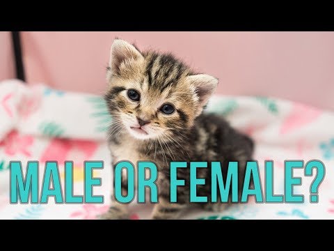 Male or Female? How to Tell the Sex of a Kitten! - YouTube