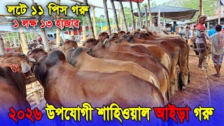 ১১ পিস শাহিওয়াল গরু কিনুন ২০২৬ উপযোগী ১ লক্ষ ১৩ হাজার প্রতি পিস। রাজশাহী সিটি হাট