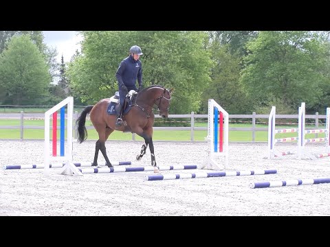 Verbandshengste 2021 | Innenminster xx im Training