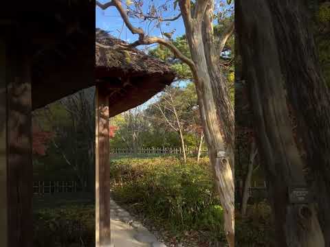 落葉樹と針葉樹のうち、嵐のときに壊れやすいのはどれですか?考慮すべき要素!  庭園