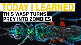 TIL: This Wasp Turns Prey Into Zombies | Today I Learned