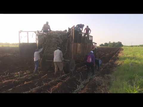 Preparan zafra azucarera en #Mayabeque