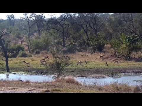 Djuma Private Game Reserve Live Stream