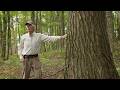 Wisconsin Life | Walk in the woods with an old growth guide