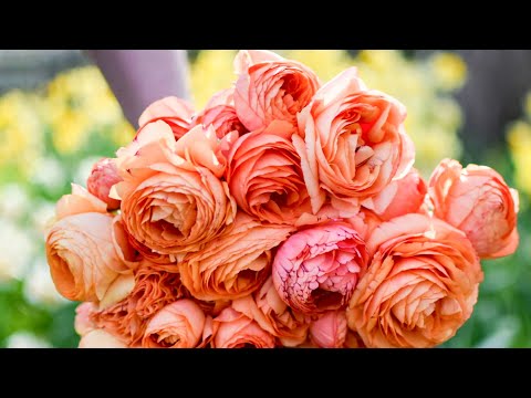 Harvesting Flowers - Cutting and Conditioning Ranunculus