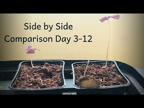 Comparing the Benefits  Compost vs Worm Castings