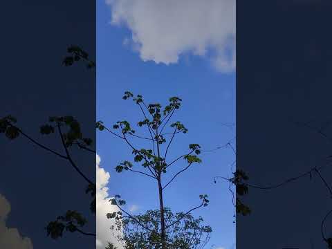 Uribe (Meta).  Llanos Orientales. lindo Atardecer llanero. m.@.@🦇