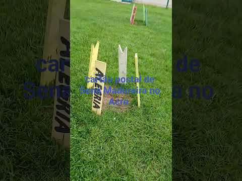 carnaubeira palmeira centenária ,histórica,cartão postal do município de Sena Madureira no Acre. 💚💚💚