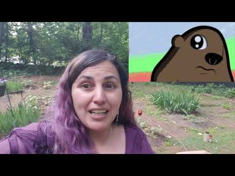 Gardening lesson learned | Be careful with chili powder on plants πΆπ’βοΈ