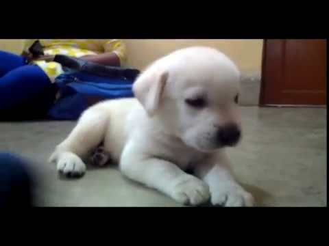 cute labrador snowball puppy first day home