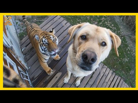 🐕 When your dog brings home a friend 🙈🤣Funniest Dog Ever!