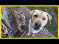 When Your Dog Brings Home A Friend Funniest Dog Ever