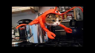Приколы с кошками и котами #1 Подборка смешных и интересных видео с котиками и кошечками