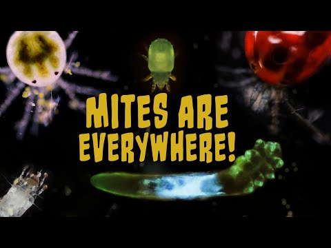 This MITE Be Our Creepiest Episode | Compilation