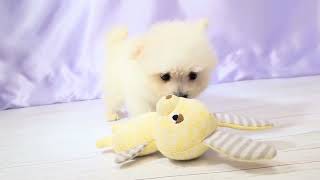 ハーフ犬の動画01