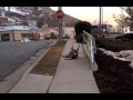 Deer with 3 broken legs 