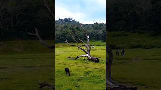 Download lagu Idukki mini switzerland  hidden place paduka💚✨#happyshorts mp3