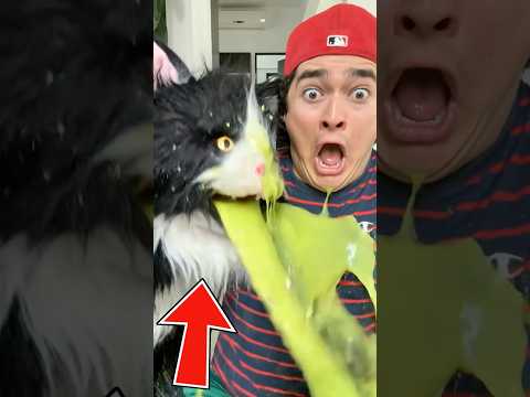 Mi GATO está ENFERMO 🐈‍⬛🤢 #shorts