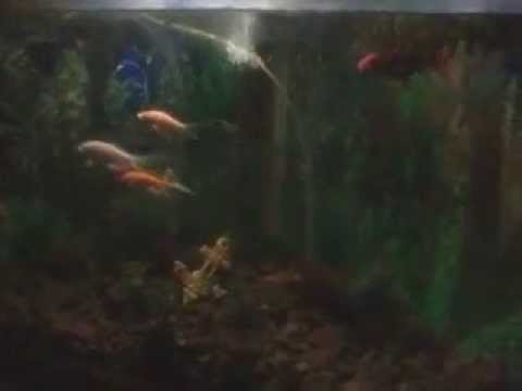 meu aquário de kinguios carpas coridoras e cascudo