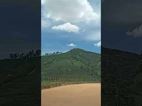 Entre os cafezais de Minas Gerais #agro #roça #fazenda